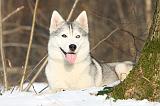 SIBERIAN HUSKY 168